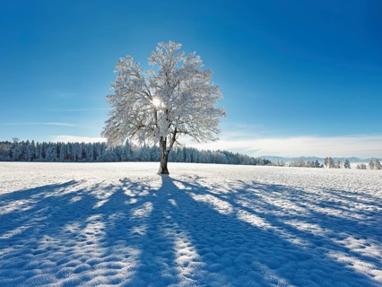 Sun shining through snow-covered English oak (Quercus robur, synonym: Quercus pedunculata),