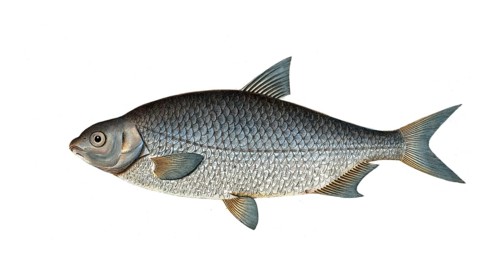 Fish, Fish, Genus of carp fish, Cyprinus buggenhagii, Der Leiter, the Buggehgahen's-Carp,