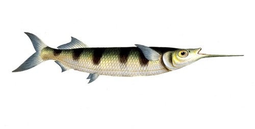 Fish, Fish, Genus of Pike, Esox brasiliensis, small swordfish, Under Swordfish, Historical,