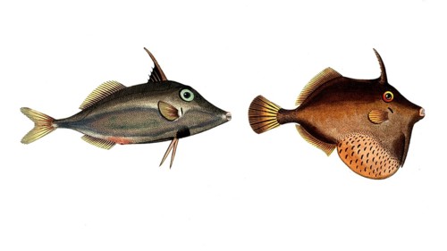 Fish, fishes, left: Balistes biaculeatus, the two-spined hornfish, right: Ballistes tomentosus, the