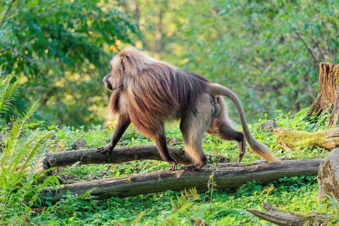 An adult male gelada (Theropithecus gelada), or bloodheart monkey, runs across a green meadow