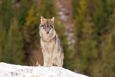 A young grey wolf (Canis lupus lupus) stands on a sloping, snow-covered meadow on a cold, cloudy