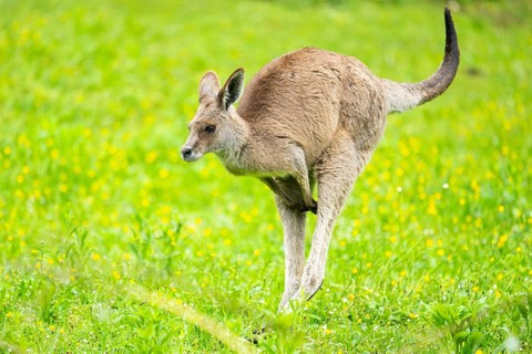 Eastern grey kangaroo (Macropus giganteus) on a meadow, Bavaria, Germany, Europe