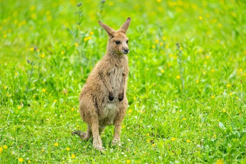 Eastern grey kangaroo (Macropus giganteus) on a meadow, Bavaria, Germany, Europe