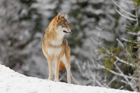 An adult female grey wolf (Canis lupus lupus) stands on a sloping, snow-covered meadow on a cold,