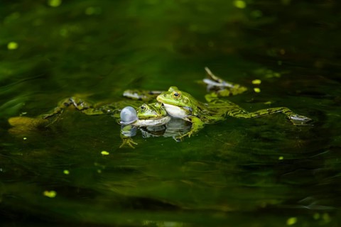 Edible frog (Pelophylax esculentus) in a little lake in the water, Bavaria, Germany, Europe