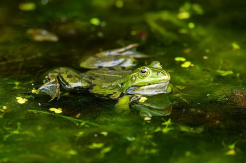 Edible frog (Pelophylax esculentus) in a little lake in the water, Bavaria, Germany, Europe