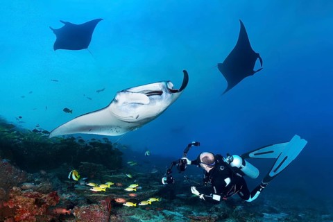 Diver with underwater camera, camera, observes, photographs reef manta (Mobula alfredi) at cleaning