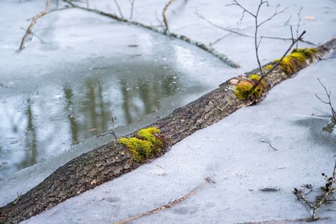 Winterladscape of a swamp with ice, Lengenbach, Deining, Upper Palatinate, Bavaria, Germany, Europe