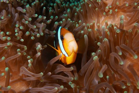 A Clark's anemonefish (Amphiprion clarkii) hides in the tentacles of a sea anemone, dive site