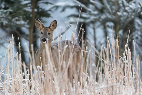 Roe deer standing in hoar frosted dead stinging nettle at minus 15 °C at sunrise. Licking off the