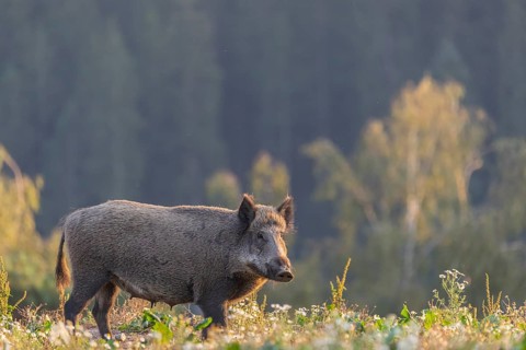 One adult wild boar or wild pig (Sus scrofa) searching for food on a flowering meadow in late