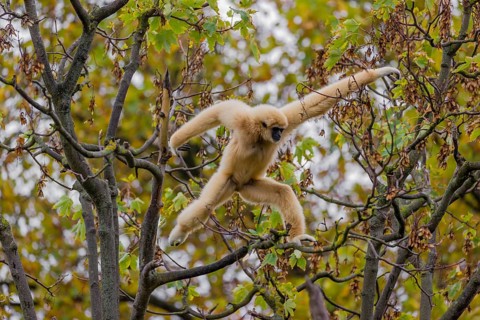 A White-handed gibbon, Hylobates lar, climbs in a tree