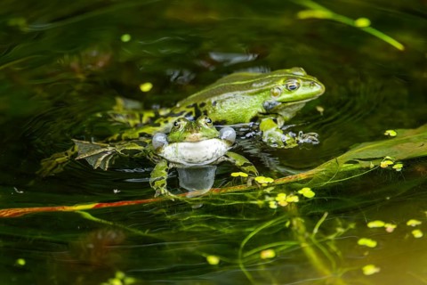 Edible frog (Pelophylax esculentus) in a little lake in the water, Bavaria, Germany, Europe