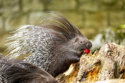 Old World porcupines (Hystrix cristata), Germany, Europe