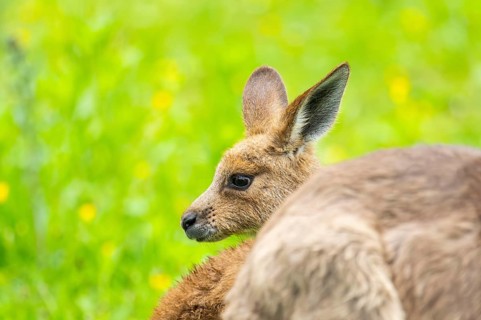Eastern grey kangaroo (Macropus giganteus) on a meadow, Bavaria, Germany, Europe