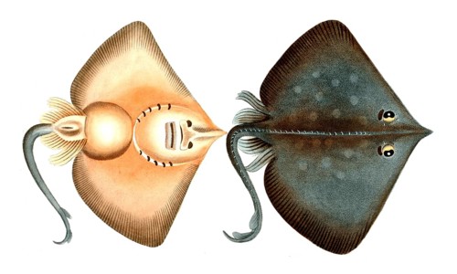 Fish, Fish, Family Skate (fish), Raja oxyrinchus, Historical, digitally restored reproduction from