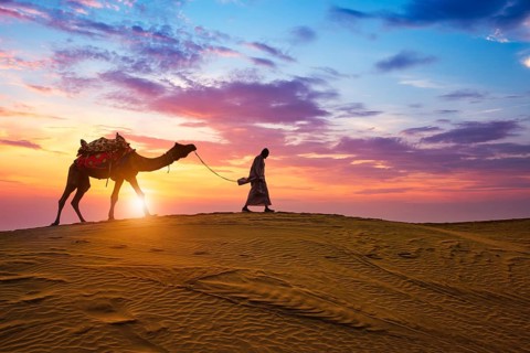 Indian cameleer camel driver bedouin with camel silhouettes in sand dunes of Thar desert on sunset.