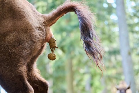European bison (Bison bonasus) excretion of excrement in a forest in spring, Bavarian Forest,