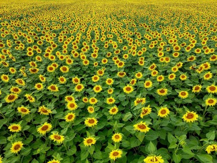 Sunflower field near Holzhausen, town of Rheinau, aerial view, Ortenau district, Baden-Württemberg,