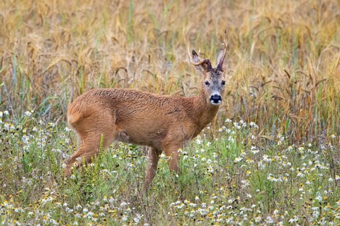 European roe deer (Capreolus capreolus) buck, male with deformed antlers showing distorted spike in
