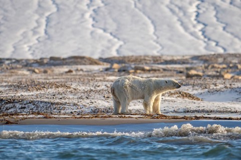 Polar bear (Ursus maritimus), male on beach in front of glacier, Kvitøya, Svalbard and Jan Mayen