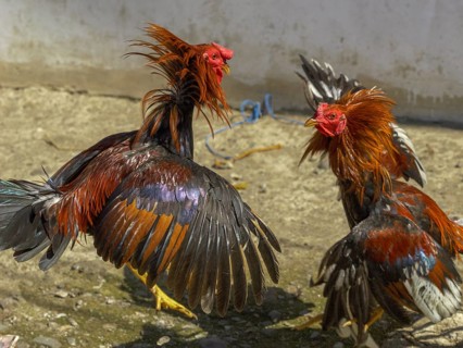 Cockfight, Rantepao, Tana Toraja, Sulawesi, Indonesia, Asia