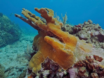A colourful elkhorn coral (Acropora palmata) dominates the underwater landscape, dive site John
