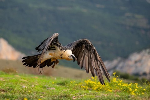 Bearded Vulture (Gypaetus barbatus) adult bird in flight with mountains in the backround, Pyrenees,