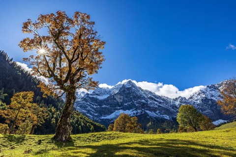 Maple tree in front of snow-covered mountains, sunbeams, backlight, autumn colours, sunny, Engalm,
