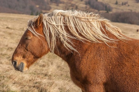 A brown horse with long hair is standing in a field. The horse has a relaxed expression on its face