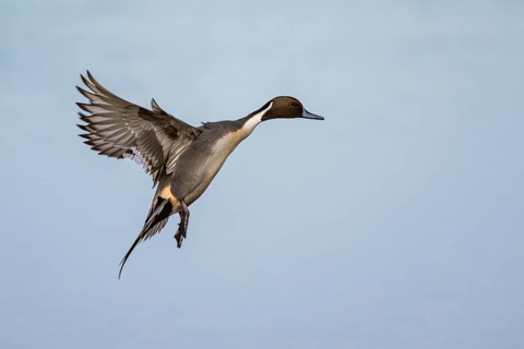 Northern Pintail, Anas acuta, male in flight over winter marshes