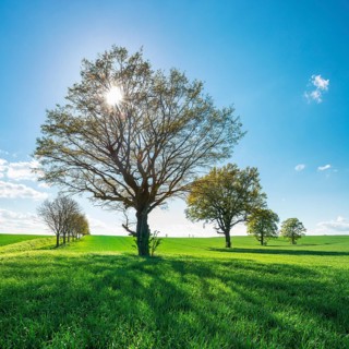 Green grain field with large solitary oaks under a blue sky in spring backlit, Burgenlandkreis,