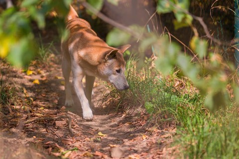 One New Guinea singing dog or New Guinea Highland dog (Canis hallstromi) (Canis dingo hallstromi,