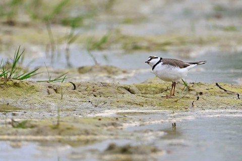 Little Ringed Plover (Charadrius dubius), standing in silt, Aue nature reserve, Reussegg, Sins,