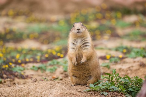 A black-tailed prairie dog (Cynomys ludovicianus) sits upright on sandy ground, observing the