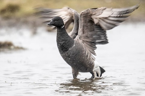 Brent goose (Branta bernicla), Amrum, Schleswig-Holstein, Germany, Europe