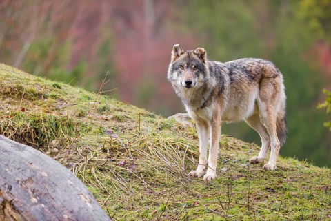 An adult male grey wolf (Canis lupus lupus) stands on a sloping meadow on a hill and observes the