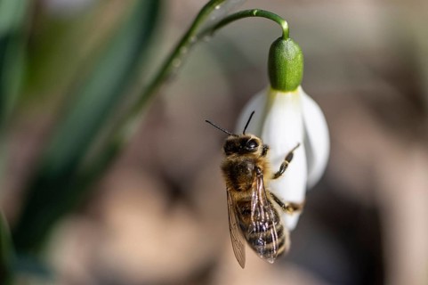 Snowdrop (Galanthus nivalis) with honeybee (Apis mellifera), Emsland, Lower Saxony, Germany, Europe
