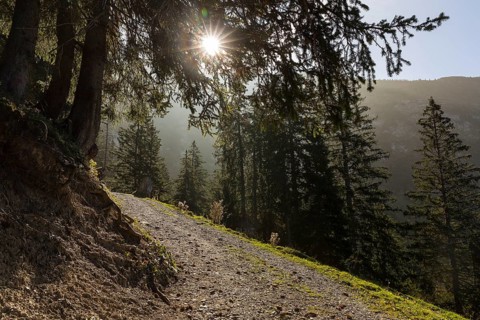 Hiking trail between conifers with sun, Amden, St. Gallen, Switzerland, Europe