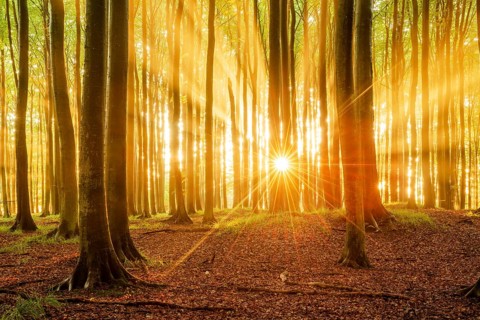 The setting sun shines brightly through a near-natural beech forest (Fagus sp.), Stubnitz forest