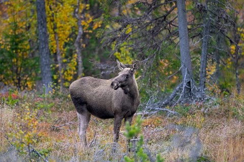 Moose, elk (Alces alces), adult female, cow on the taiga in autumn, fall, Sweden, Scandinavia,