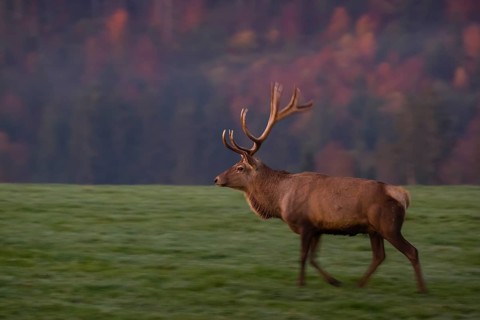 An Altai maral stag, Altai wapiti or Altai elk (Cervus canadensis sibiricus) walks across a green