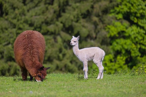 One brown female Alpaca (Vicugna pacos) stands with her young on a fresh green meadow . A green