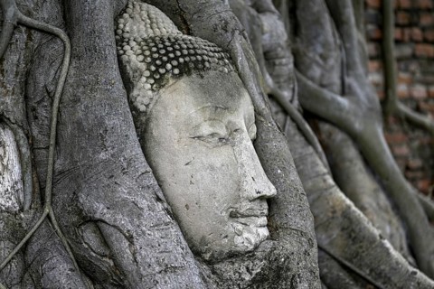 Sandstone Buddha head at the foot of a Bodhi tree in Wat Mahathat, Temple of the Great and Holy