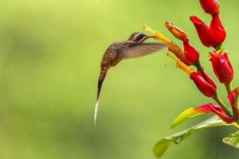 Long-billed Shadow Hummingbird (Phaethornis longirostris), Hummingbird (Trochilidae), Swiftbirds