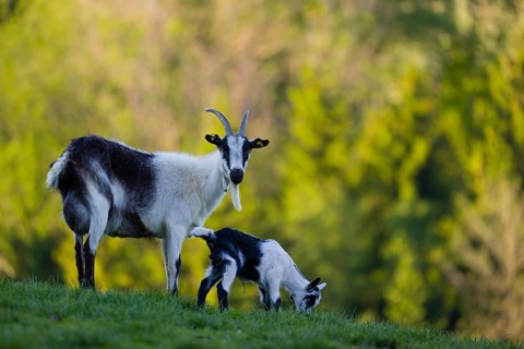 A female peacock goat (Capra aegagrus f. hircus) with her young is standing on a fresh green meadow