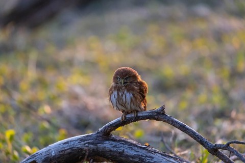 One East Brazilian pygmy owl (Glaucidium minutissimum), also known as least pygmy-owl or Sick's