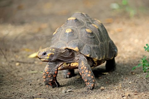 Coal turtle (Geochelone carbonaria), adult, foraging, South America