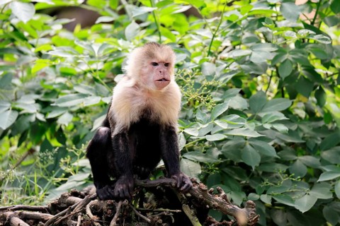 White-shouldered capuchin monkey (Cebus capucinus), adult, on the ground, alert, South America